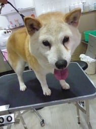 ミントちゃん❤