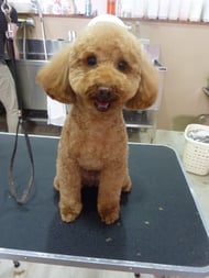 ダッフィーちゃん❤