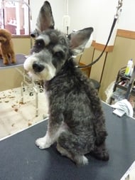 ぎんじろうちゃん❤