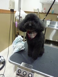 ちょこちゃん❤