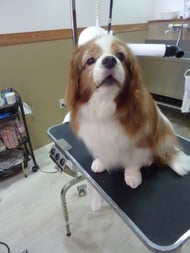 ぷっちちゃん❤