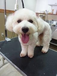 コットンビーちゃん❤