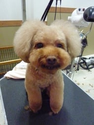 ぽんずのすけちゃん❤