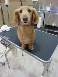 チップちゃん❤