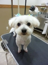 アポロンちゃん❤