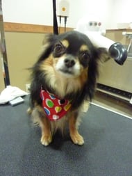 チョコちゃん❤