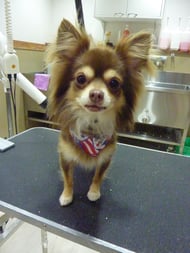 チョコちゃん❤