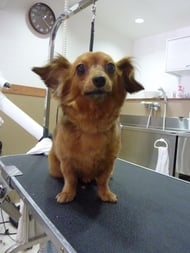 ピノコちゃん❤