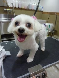 シエルちゃん❤