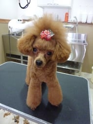 ぐりこちゃん❤