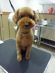 ちょこちゃん❤