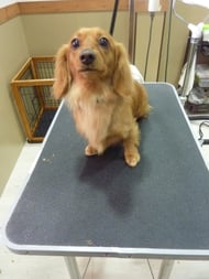 キララちゃん❤