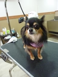 チョコちゃん❤