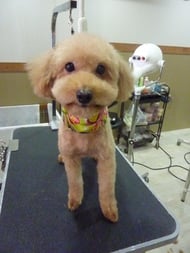 プッチィちゃん❤