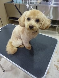 マカロンちゃん❤