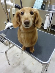 チップちゃん❤