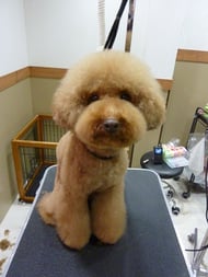 ボルトちゃん❤