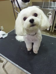 サクラちゃん❤