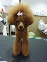 ぐりこちゃん❤