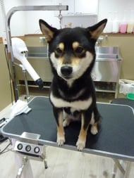 茶々丸ちゃん❤