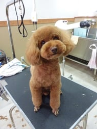 ブランちゃん❤