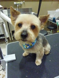 プリンちゃん❤