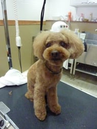 ミニョンちゃん❤