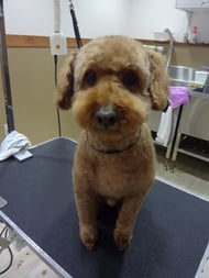 ちょこちゃん❤