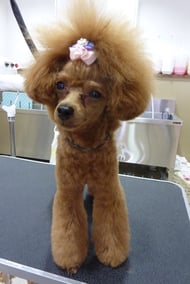 ぐりこちゃん❤