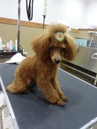 ちろるちゃん❤