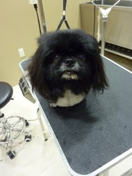 伽羅王ちゃん❤