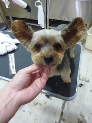 チェリーちゃん❤