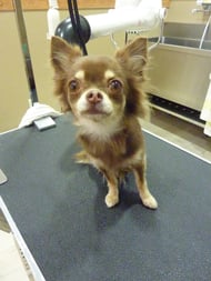 チロルちゃん❤