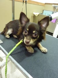 ブラウニーちゃん❤