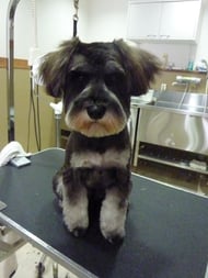 ちょびちゃん❤