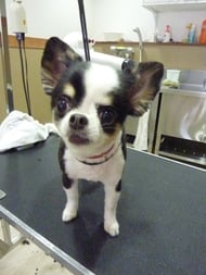 さくらちゃん❤