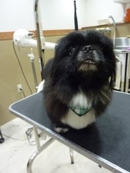 伽羅王ちゃん❤