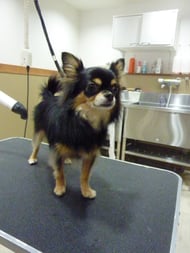 チョコちゃん❤