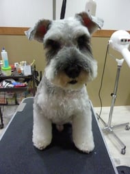 リッキーちゃん❤