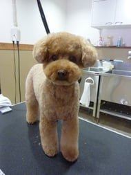 ココアちゃん❤