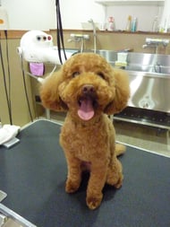 ダッフィーちゃん❤