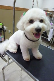 コットンビーちゃん❤