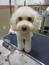 ショコラちゃん❤