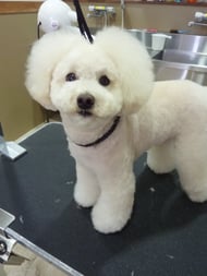 マロンちゃん❤