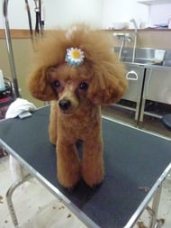 ぐりこちゃん❤