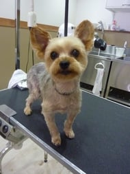 チャコちゃん❤