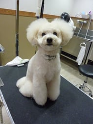 マロンちゃん❤