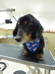 ミントちゃん❤