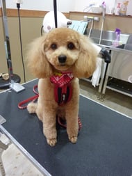 コロンちゃん❤