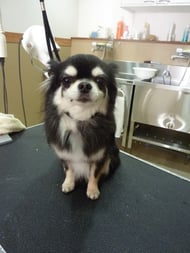 シェヴァちゃん❤